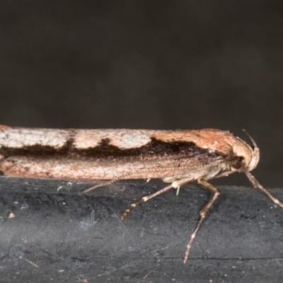 Leptocroca sanguinolenta (A Concealer moth) at Melba, ACT - 3 Jun 2022 by kasiaaus