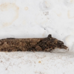 Capua intractana (A Tortricid moth) at Melba, ACT - 5 Jun 2022 by kasiaaus