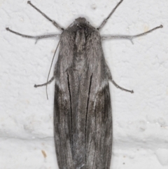 Capusa stenophara (Dusky Wedge-moth) at Melba, ACT - 15 Jun 2022 by kasiaaus