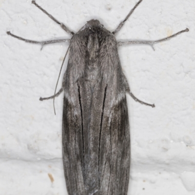 Capusa stenophara (Dusky Wedge-moth) at Melba, ACT - 15 Jun 2022 by kasiaaus