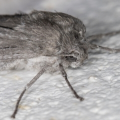 Capusa stenophara at Melba, ACT - 15 Jun 2022 12:22 AM