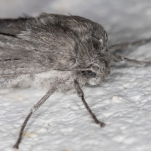 Capusa stenophara at Melba, ACT - 15 Jun 2022 12:22 AM