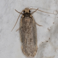 Hoplostega ochroma (a Eulechria Group moth) at Melba, ACT - 16 Jun 2022 by kasiaaus