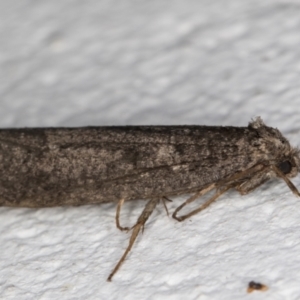 Lepidoscia saxosa at Melba, ACT - 18 Jun 2022 12:09 AM