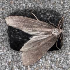 Lepidoscia saxosa at Melba, ACT - 18 Jun 2022