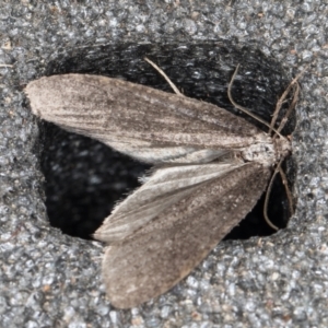 Lepidoscia saxosa at Melba, ACT - 18 Jun 2022