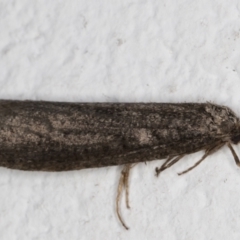 Lepidoscia saxosa at Melba, ACT - 18 Jun 2022