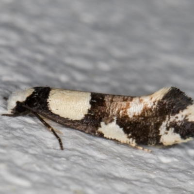 Monopis icterogastra (Wool Moth) at Melba, ACT - 18 Jun 2022 by kasiaaus