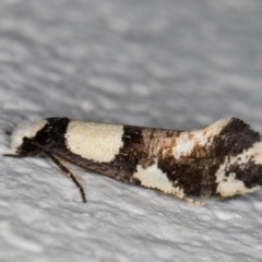 Monopis icterogastra (Wool Moth) at Melba, ACT - 17 Jun 2022 by kasiaaus