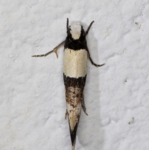 Monopis icterogastra at Melba, ACT - 18 Jun 2022 12:08 AM