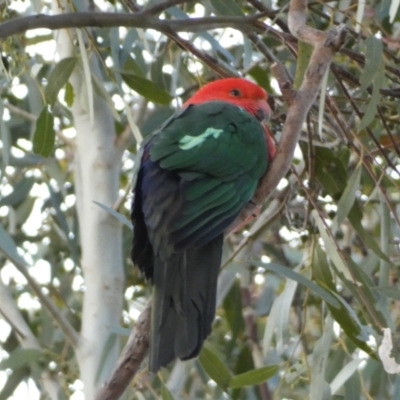 Alisterus scapularis (Australian King-Parrot) at Jerrabomberra, NSW - 14 Jun 2022 by Steve_Bok