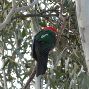 Alisterus scapularis at Jerrabomberra, NSW - 14 Jun 2022