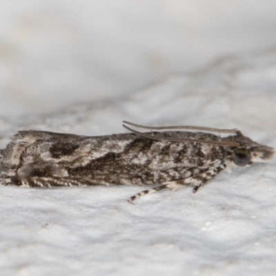 Holocola (genus) (Olethreutinae) at Melba, ACT - 17 Jun 2022 by kasiaaus