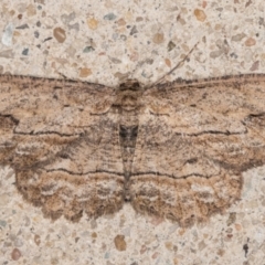 Ectropis excursaria (Common Bark Moth) at Melba, ACT - 4 Jun 2022 by kasiaaus