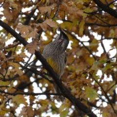 Anthochaera carunculata (Red Wattlebird) at QPRC LGA - 16 Jun 2022 by Steve_Bok