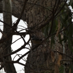 Rhipidura albiscapa (Grey Fantail) at Jerrabomberra, NSW - 16 Jun 2022 by SteveBorkowskis