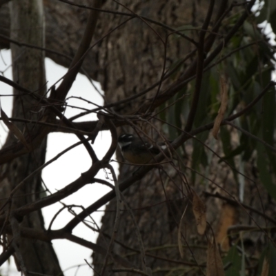 Rhipidura albiscapa (Grey Fantail) at Jerrabomberra, NSW - 16 Jun 2022 by SteveBorkowskis