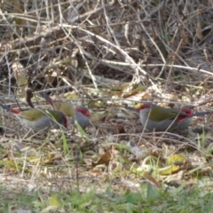 Neochmia temporalis (Red-browed Finch) at Karabar, NSW - 17 Jun 2022 by SteveBorkowskis