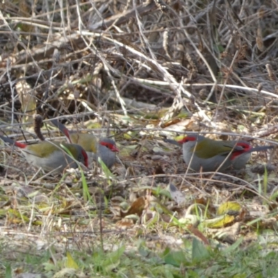 Neochmia temporalis (Red-browed Finch) at Karabar, NSW - 17 Jun 2022 by Steve_Bok