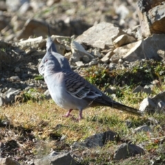 Ocyphaps lophotes (Crested Pigeon) at Queanbeyan East, NSW - 18 Jun 2022 by Steve_Bok