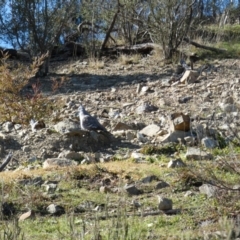 Ocyphaps lophotes at Queanbeyan East, NSW - 18 Jun 2022