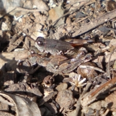 Phaulacridium vittatum (Wingless Grasshopper) at Queanbeyan East, NSW - 18 Jun 2022 by Steve_Bok