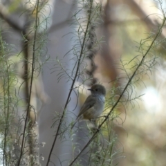 Acanthiza pusilla (Brown Thornbill) at Wright Park and Old Sydney Road Reserve - 18 Jun 2022 by SteveBorkowskis