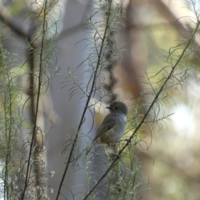 Acanthiza pusilla (Brown Thornbill) at Queanbeyan East, NSW - 18 Jun 2022 by SteveBorkowskis