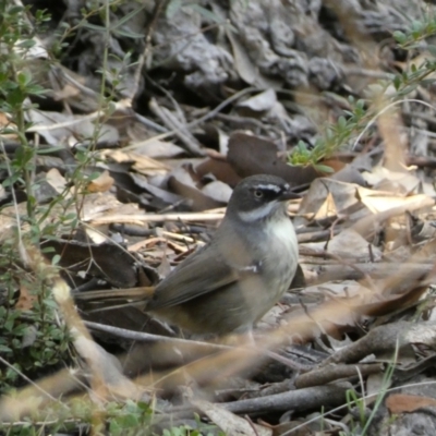 Sericornis frontalis (White-browed Scrubwren) at Queanbeyan East, NSW - 18 Jun 2022 by Steve_Bok