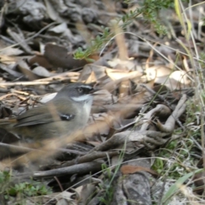 Sericornis frontalis at Queanbeyan East, NSW - 18 Jun 2022