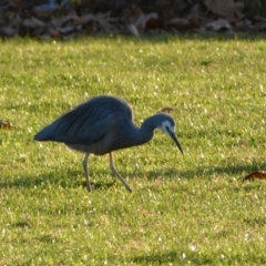 Egretta novaehollandiae (White-faced Heron) at Queanbeyan East, NSW - 18 Jun 2022 by SteveBorkowskis