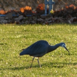 Egretta novaehollandiae at Queanbeyan East, NSW - 18 Jun 2022 05:17 PM