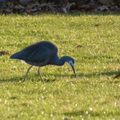 Egretta novaehollandiae at Queanbeyan East, NSW - 18 Jun 2022 05:17 PM