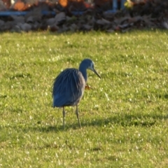 Egretta novaehollandiae at Queanbeyan East, NSW - 18 Jun 2022 05:17 PM