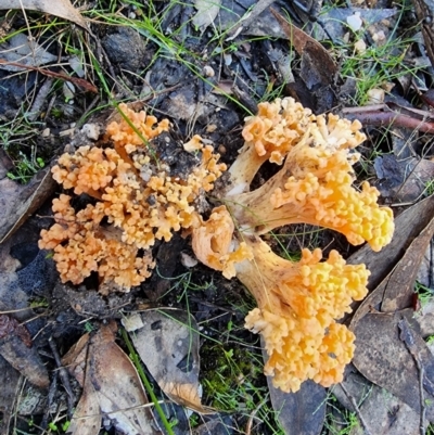 Ramaria sp. (A Coral fungus) at Jupiter Creek, SA - 18 Jun 2022 by Tillinghill