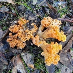 Unidentified Coralloid fungus, markedly branched (TBC) at Jupiter Creek, SA - 17 Jun 2022 by Tillinghill