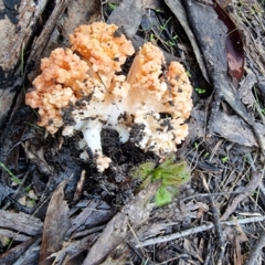 Ramaria sp. at Jupiter Creek, SA - 18 Jun 2022