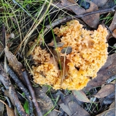 Ramaria sp. (genus) at Jupiter Creek, SA - 18 Jun 2022 09:10 AM