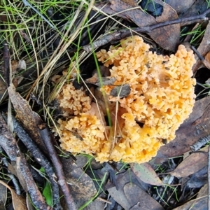 Ramaria sp. at Jupiter Creek, SA - 18 Jun 2022