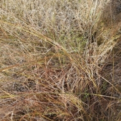 Cymbopogon refractus (Barbed-wire Grass) at Cook, ACT - 19 Jun 2022 by HughCo