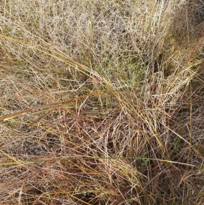 Cymbopogon refractus (Barbed-wire Grass) at Cook, ACT - 19 Jun 2022 by HughCo