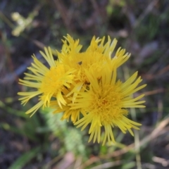 Podolepis jaceoides (Showy Copper-wire Daisy) at Tidbinbilla Nature Reserve - 13 Feb 2022 by michaelb