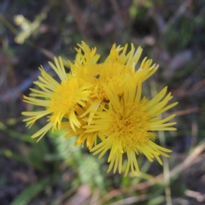 Podolepis jaceoides at Paddys River, ACT - 13 Feb 2022