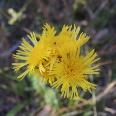 Podolepis jaceoides (Showy Copper-wire Daisy) at Paddys River, ACT - 13 Feb 2022 by michaelb