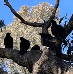 Corcorax melanorhamphos (White-winged Chough) at Jerrabomberra, NSW - 19 Jun 2022 by Mavis