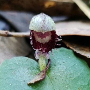 Corysanthes pruinosus at Callala Beach, NSW - 15 Jun 2022