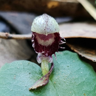 Corysanthes pruinosus (Toothed Helmet Orchid) at Callala Beach, NSW - 15 Jun 2022 by RobG1