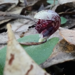 Corysanthes pruinosus at Callala Beach, NSW - 15 Jun 2022