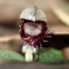 Corysanthes pruinosus at Callala Beach, NSW - suppressed