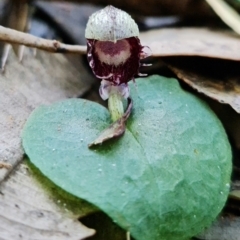 Corysanthes pruinosus at Callala Beach, NSW - 15 Jun 2022